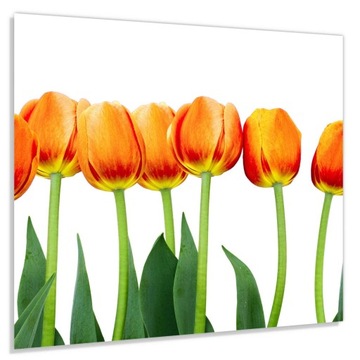 Szkło hart 60x50 Pomarańczowe tulipany + KLEJ