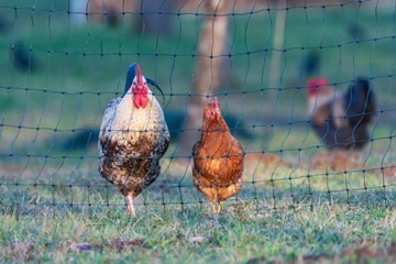 Защитная сетка для птиц, по размеру, 35 г, птица, УФ, широкая, 10 м, вольеры, куры