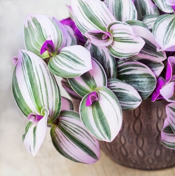 Tradescantia 'Nanouk' TRÓJBARWNA TRZYKROTKA S