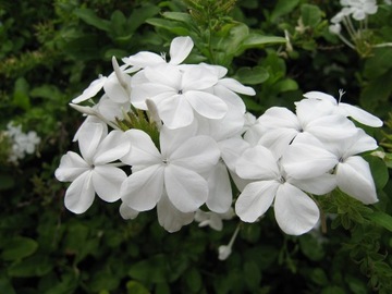 PLUMBAGO CAPENSIS - 180 ДНЕЙ ЦВЕТЕНИЯ - PLUMBAGO CAPENSIS