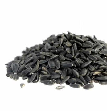 SŁONECZNIK CZARNY NASIONA KARMA PTAKI GRYZONIE 1KG