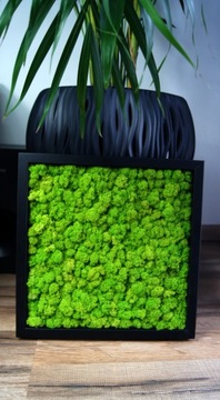 Картина глубокая рамка мох chrobotekcolors 30х30 см рамка со мхом