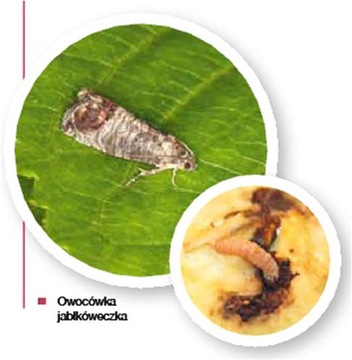 Липкая ловушка для плодожорки + феромон