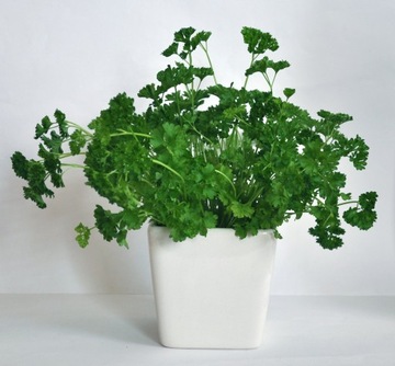 Горшок/крышка для помидоров, зелени и прочего