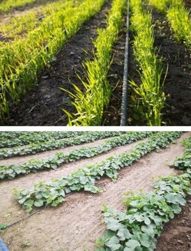 НАБОР КАПЕЛЬНОГО ПОЛИВА С ЛЕНТОЙ КАПЕЛЬНОЙ 16мм 26 ШТ BRADAS