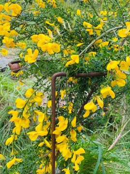 Podpora roślin krzewów kwiatów metalowa ogród podpórka solidna 30 60cm