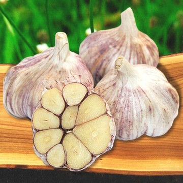 Czosnek polski Harnaś śred. 5-5,5 cm - 10 szt.