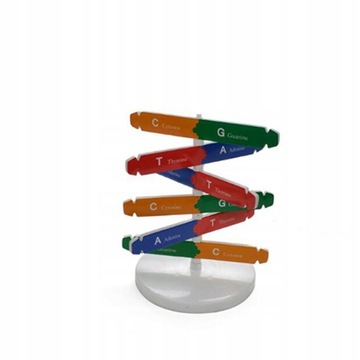 Инструмент для модели двойной спирали ДНК своими руками для