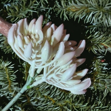 Искусственная ветка мини-перца CREAM PINK 28см