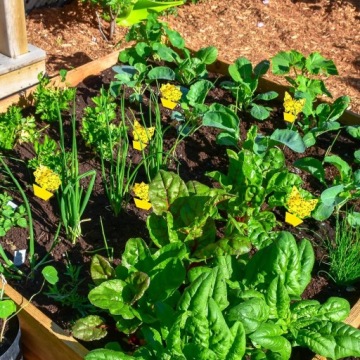 ПАП ДЛЯ ТЕПЛИЧНЫХ ГОРШКОВ ОТ ТЛИ, НАЗЕМНЫХ КРУЖЕК, МУРАВЕЙ, МУРАВЬЕВ, 12 ШТ.