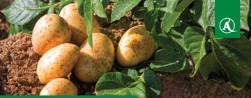 CORAGEN 200SC ИНСЕКТИЦИД 50 мл ДЛЯ ФРУКТОВЫХ БЛЕФОВ