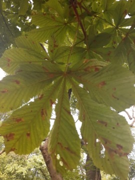 Средство для защиты каштановых деревьев 2 шт.