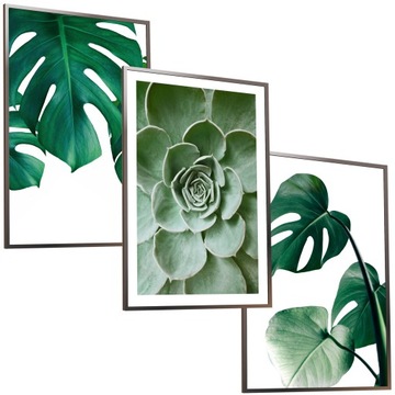 30x40 OBRAZY W RAMIE PLAKATY RAMKA KAKTUS MONSTERA