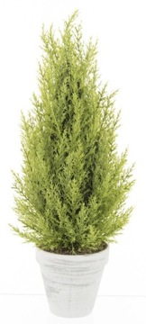 РОЖДЕСТВЕНСКАЯ ЕЛКА