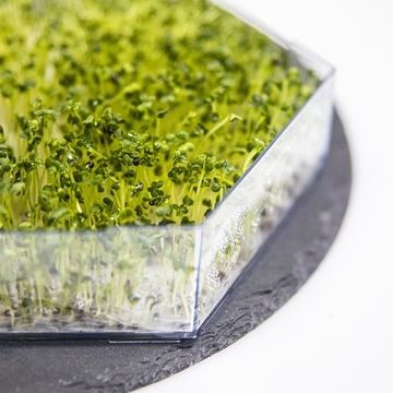 Многоуровневый проращиватель + набор из 10 семян.