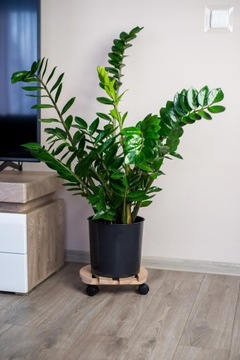 ПЛАТФОРМА ДЕРЕВЯННАЯ ПОДСТАВКА ДЛЯ ЦВЕТКА, ЦВЕТОЧНЫЙ ГОРШОК НА КОЛЕСАХ, СЪЕМНАЯ