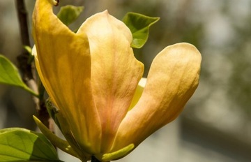 Magnolia JUDY ZUK KOLUMNOWA O ŻÓŁTYCH KWIATACH