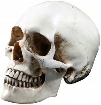 Lifesize 1: 1 Ludzka czaszka Model repliki Żywica