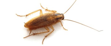 СПРЕЙ ОТ ТАРАКАНОВ ПАУКОВ 400мл ДЕЙСТВИТЕЛЬНО ОТ ВСЕХ НАСЕКОМЫХ