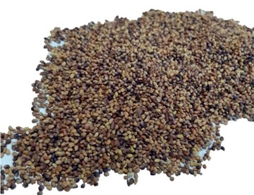 Koniczyna czerwona 1kg