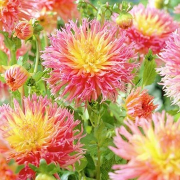 Dalia strzępiasta Fringed Star sadzonki 1szt/W275