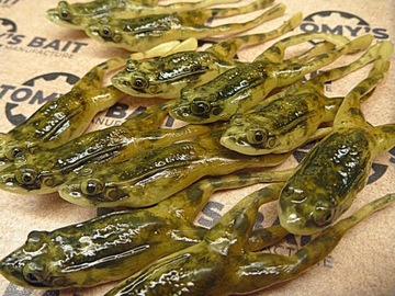 GUMA TOMY'S BAIT ŻABA KUMAK NIZINNY SAMICA 8CM