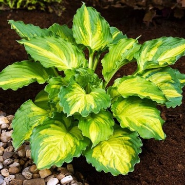 Hosta Funkia Lakeside Paisley Print CEBULKA 1 szt.