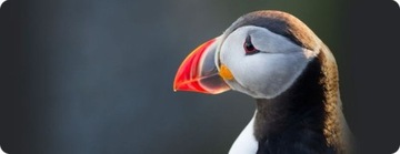 Тонер Hp 220A W2201A Голубой, 1800 страниц