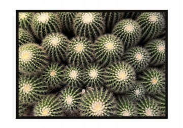 OBRAZ PLAKAT W RAMIE 33x43 cm Kaktusy P1058