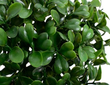 САМШИТ БОЛЬША ТОЛСТАЯ ЧЕРНИКА ПАСХАЛЬНЫЙ ПИК 20 СМ