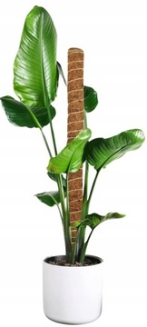 КОКОСОВАЯ СТОЙКА 80см ПОДДЕРЖКА ДЛЯ ЦВЕТОЧНЫХ РАСТЕНИЙ MONSTERY ТОЛЩ. диам. 32 мм