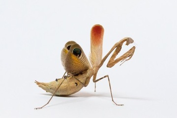 Павлиний богомол Pseudempusa pinnapavonis smallies