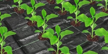 Агроткань с ОТВЕРСТИЯМИ для ЧЕСНОКА,ЛУКА,САЛАТА,других Овощей 1,60х10м с ​​УФ