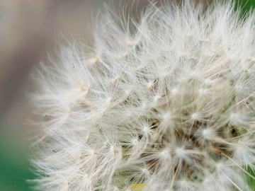 Объектив MOMENT Mobile Lens Macro 75 мм серии T