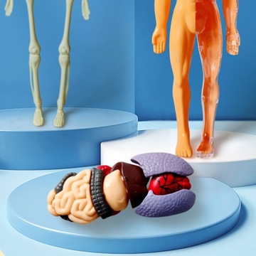 МОДЕЛЬ АНАТОМИИ ЧЕЛОВЕКА, МАНЕКЕН ДЛЯ ДЕТЕЙ, ГОЛОВОЛОМКА ДЛЯ ТЕЛА