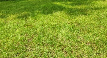 Kratka trawnikowa, zielona 50cm x 50cm x 4cm