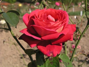 RÓŻA ' rosa' wielkokwiatowa Bicolette- NR 1390