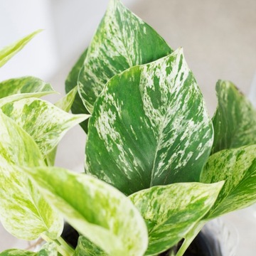 Epipremnum 'Marble Queen' Piękne pstrokate liście