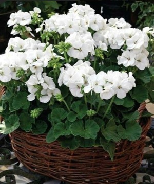 Pelargonia GAMA F1 BIAŁA 0,05g