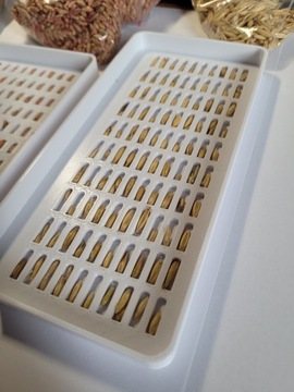 МТЗ Лотки для учета зерна пшеницы, овса, ржи, ячменя