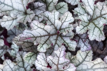 Żurawka Heuchera REX SILVER nowość też do słońca