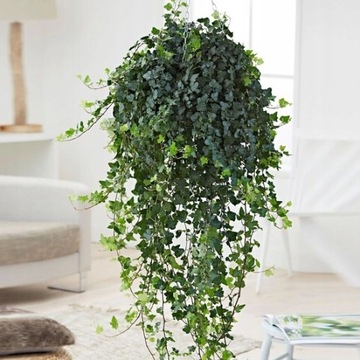 Bluszcz Zielony Pnący Hedera Helix Easy Wonder (M)