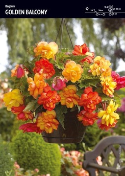 Begonia Zwisająca Pełna Pachnąca Golden Balcony Cebulka 1szt