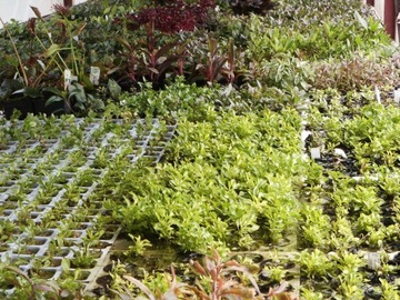 == 6== шт КОРЗИНКИ Аквариумные растения для аквариума имеют этикетки с названиями.