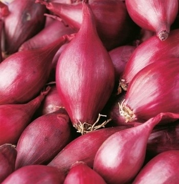 Cebula dymka KARMEN czerwona 500G NAJLEPSZA JAKOŚĆ