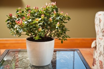 МАГНОЛИЯ Крышка для вазона, диаметр. 30см цвет ЧЕРНЫЙ