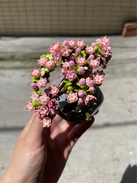 Drzewko Bonsai Klocki Zestaw- Kwiaty Wiśni 426 szt