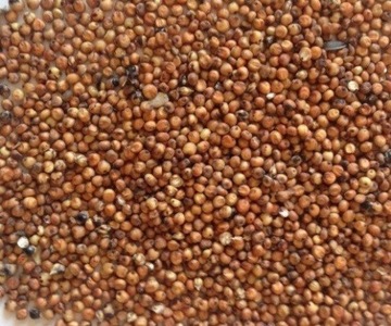 Genesis Carp Sorgo brązowe 5kg