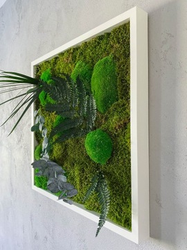 Эвкалипт cinerea РАСТЕНИЯ, ПОДГОТОВЛЕННЫЕ к картине