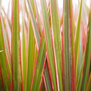 Dracena MARG. 'BICOLOR' DRACAENA gęsty PIÓROPUSZ